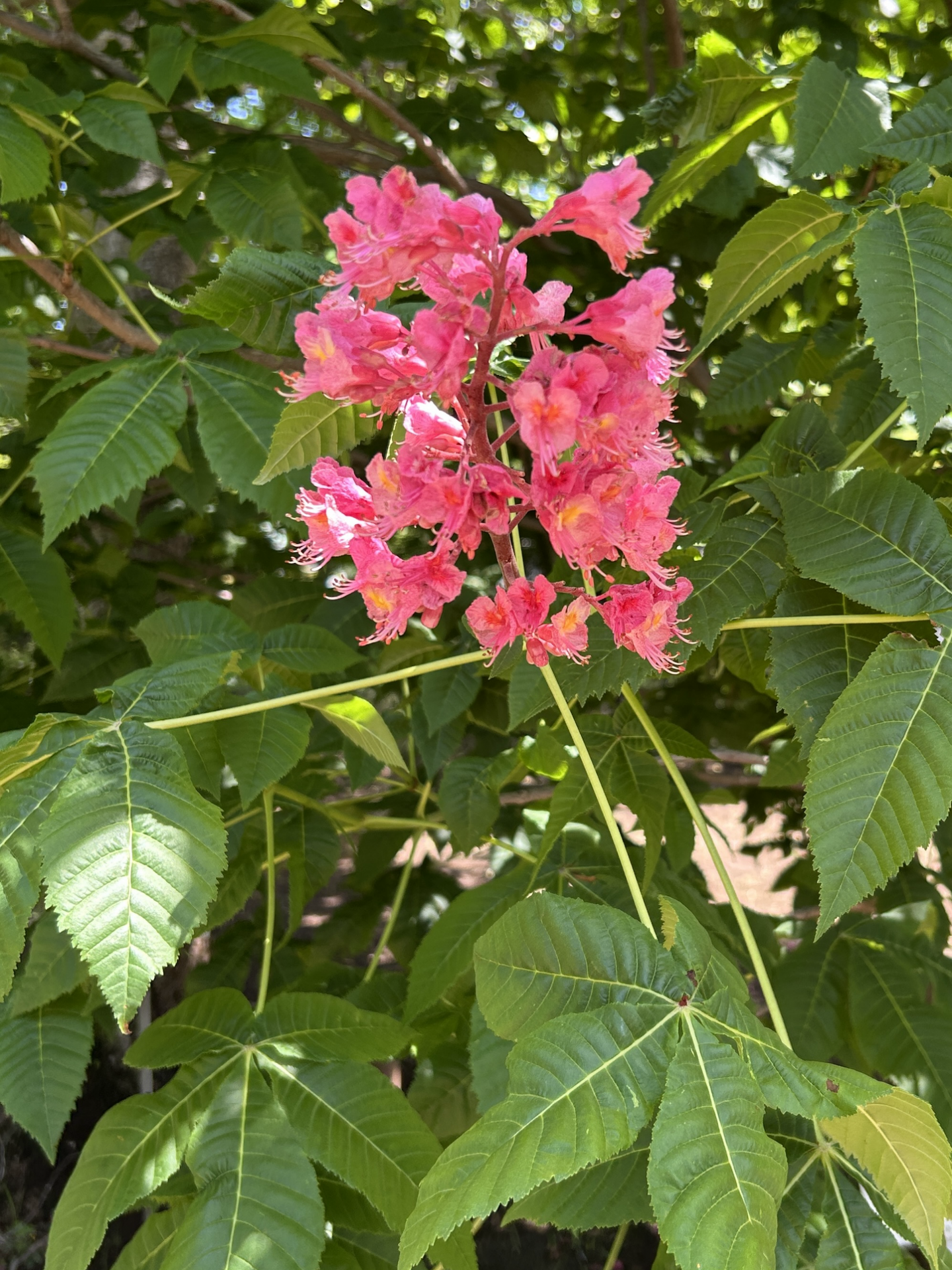 Image (6)